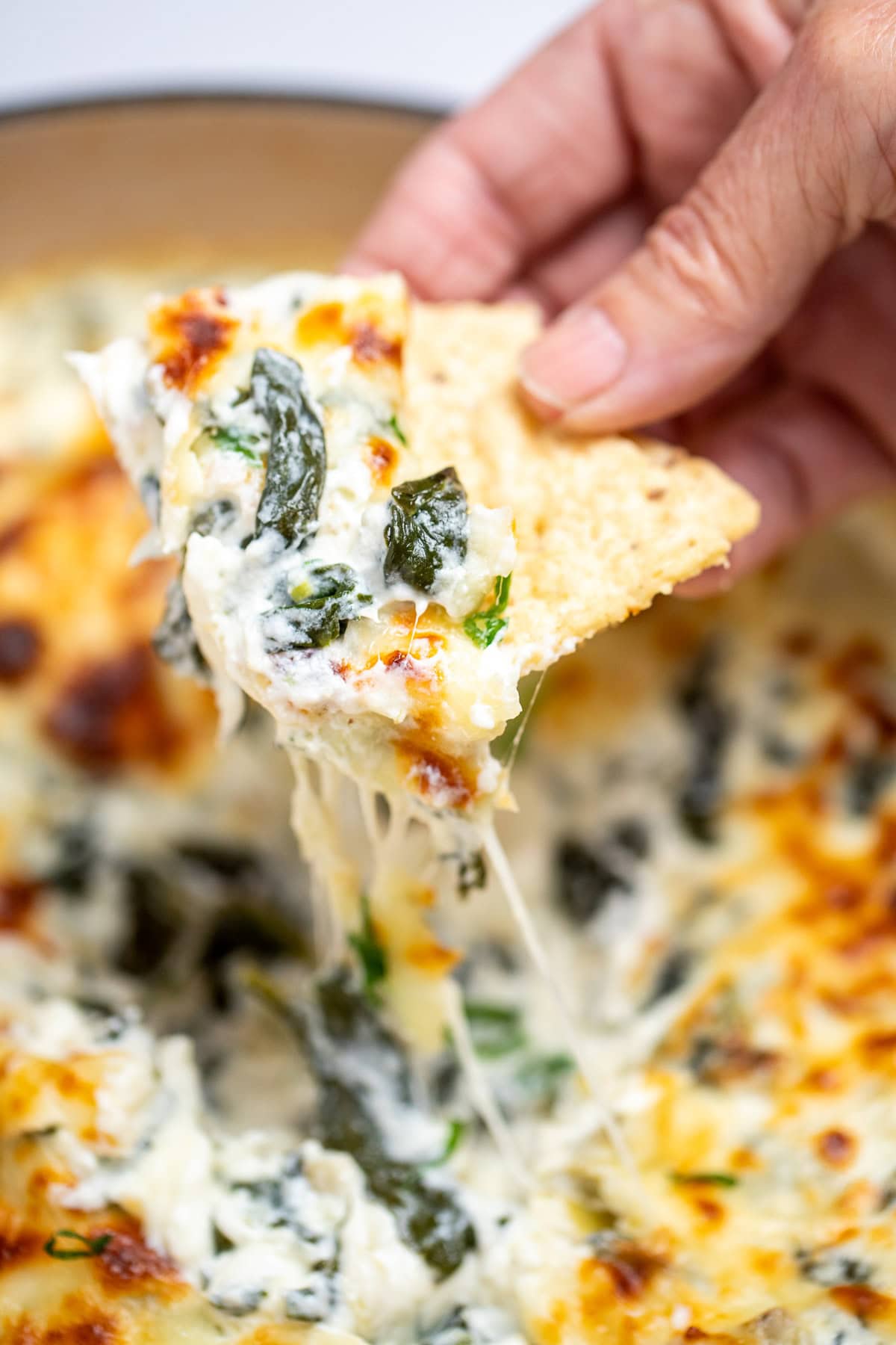 A dutch oven full of spinach artichoke dip with a caramelized top, topped with chopped green onions, with a hand holding a tortilla chip scooping up some dip.