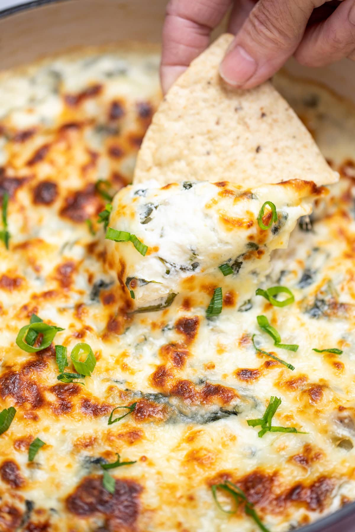 A dutch oven full of spinach artichoke dip with a caramelized top, topped with chopped green onions, with a hand holding a tortilla chip scooping up some dip.